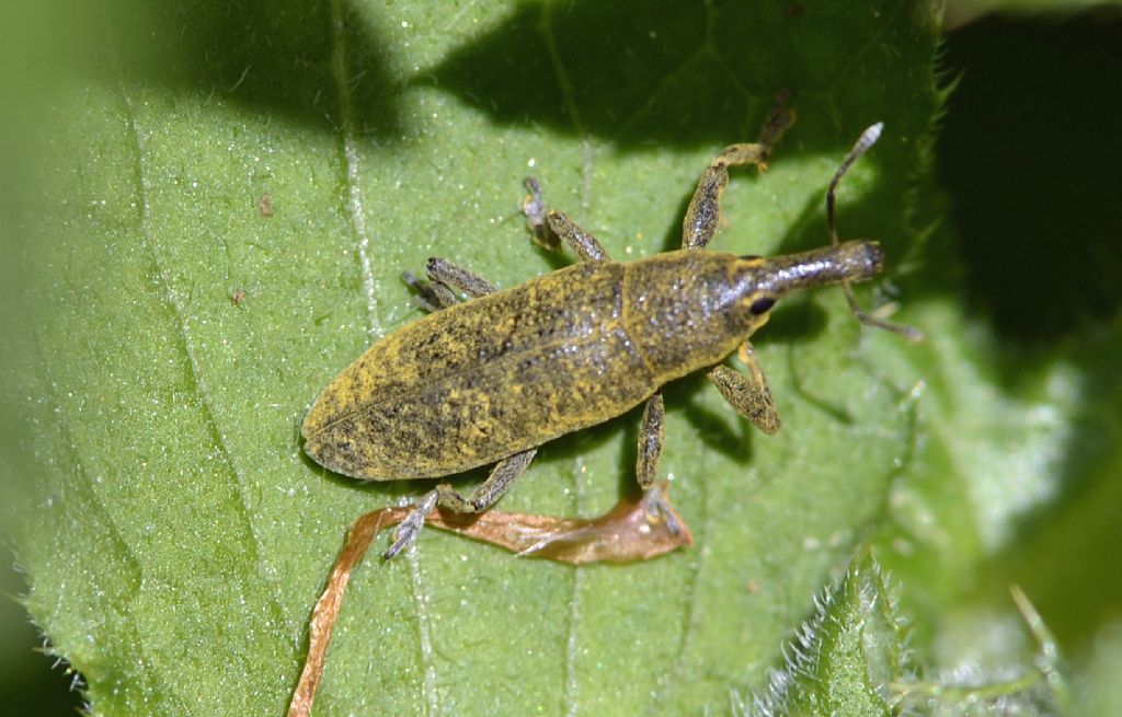 Lixus pulverulentus